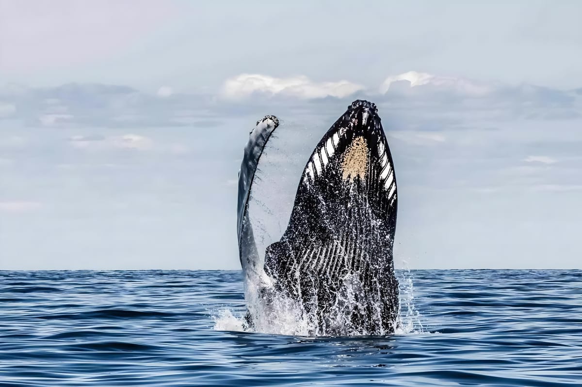 Ethereum ICO Wallet 'Wakes Up' After 8 Years