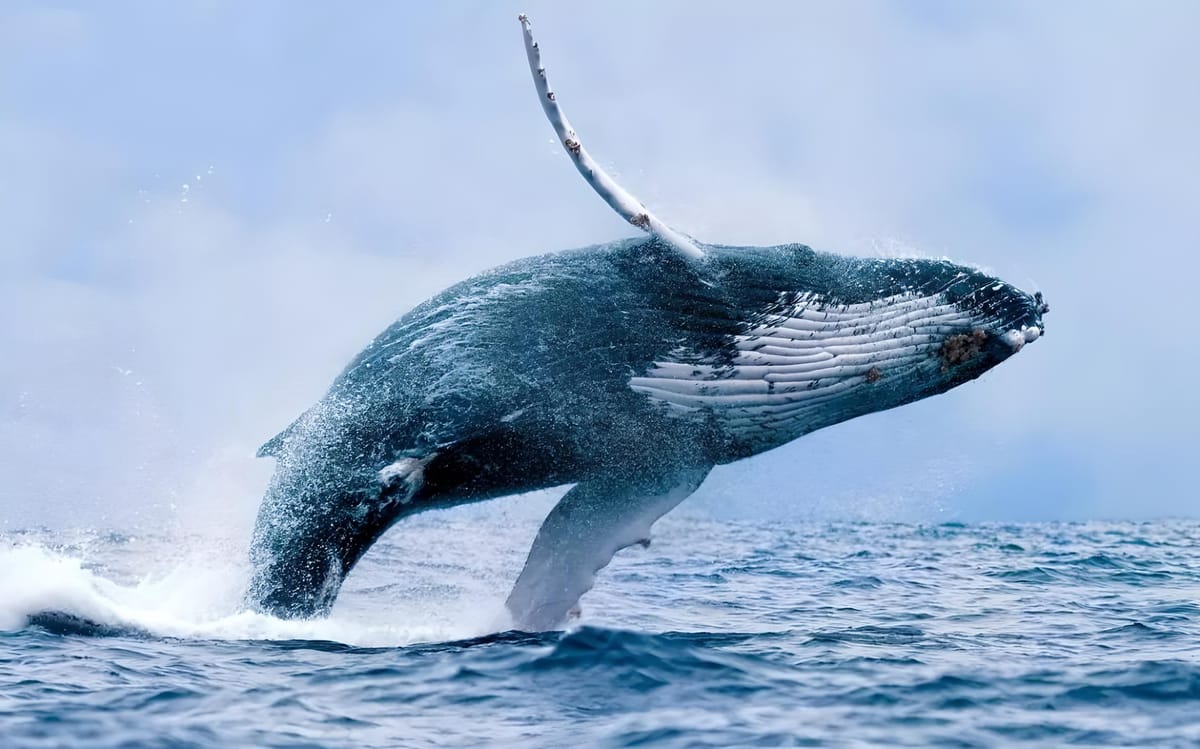 Whale Trading Drives Tellor (TRB) Price Surge by 360% in a Month