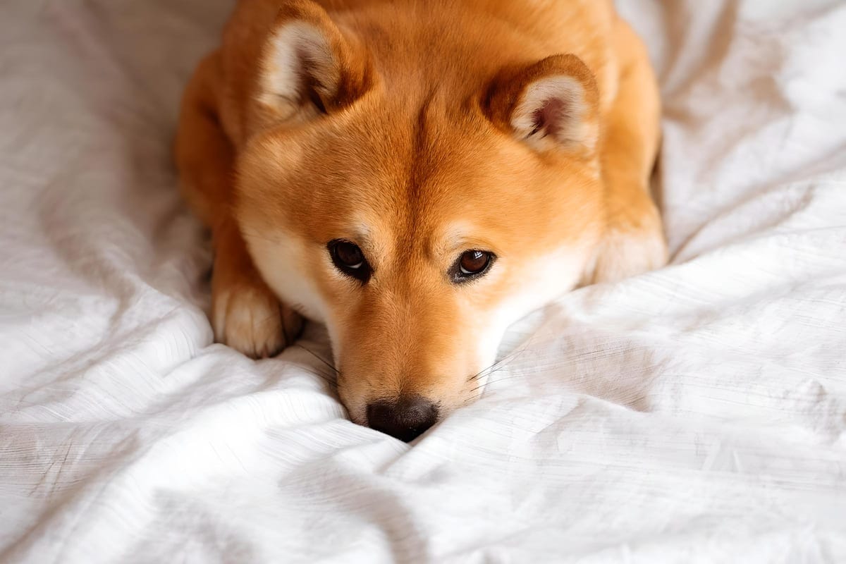 Dogecoin (DOGE) Faces Sharp Decline Amid Twitter Crypto Wallet Project Rumors
