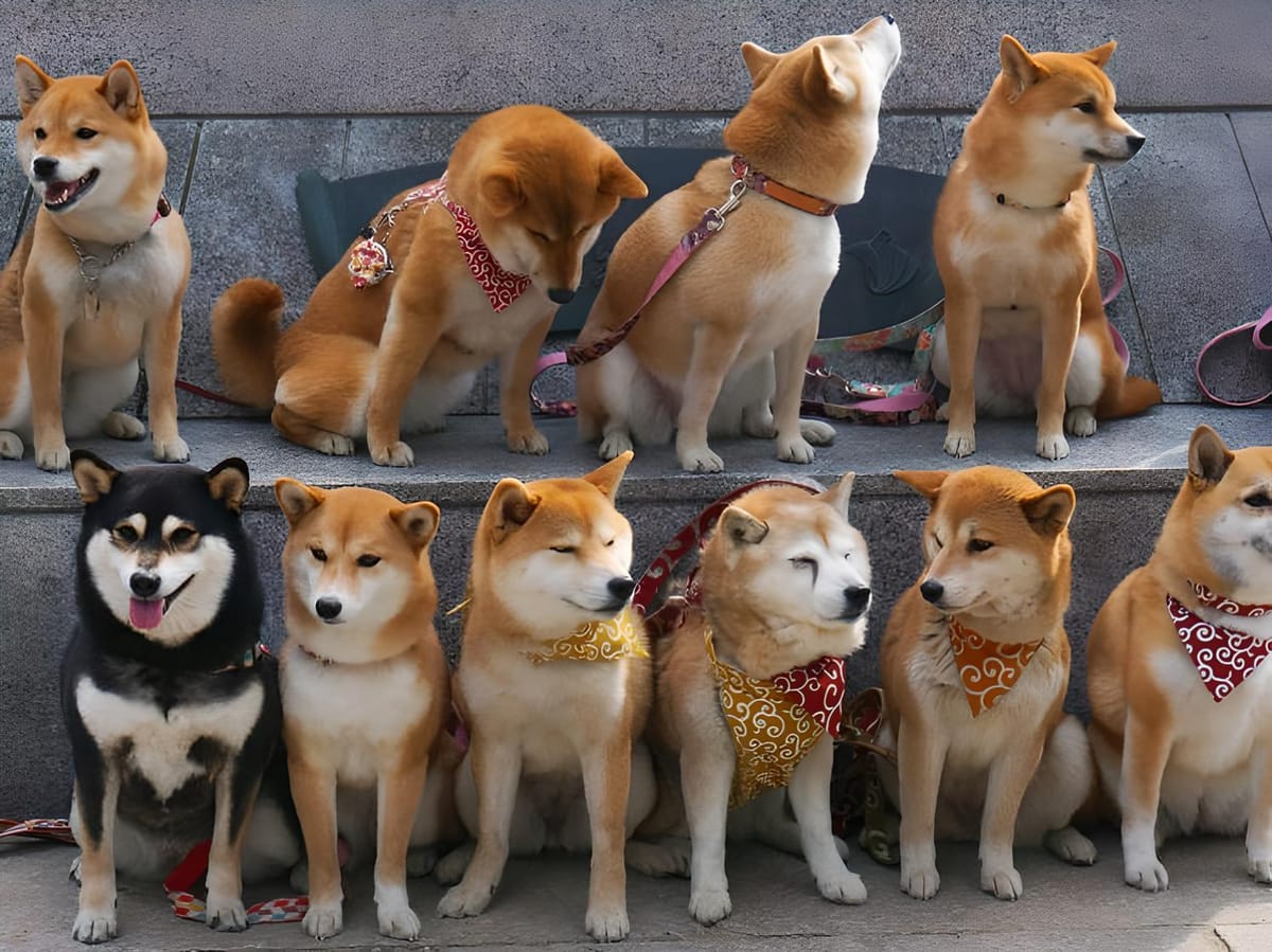 Shitcoins Mushroom Like “Mushrooms After Rain” Following Elon Musk's Halloween Post