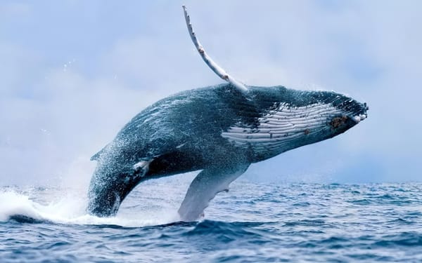 Whale Trading Drives Tellor (TRB) Price Surge by 360% in a Month