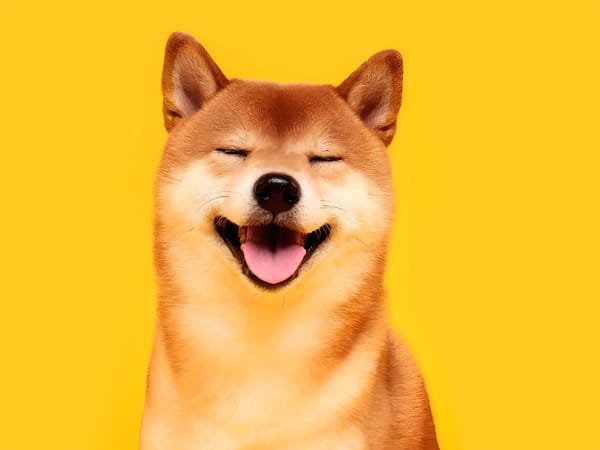 Bonk Burns Project Team Token Allocation, Price Still Declining